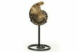 Cretaceous Ammonite (Mammites) Fossil with Metal Stand - Morocco #274616-2